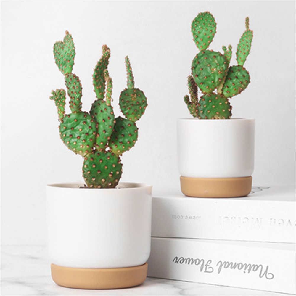 Okrągłe doniczki do kaktusów i – Cactus Mix Pot recenzja i cena