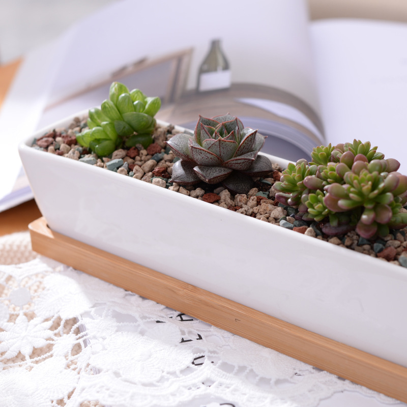 Długi prostokątny biały cerami – Cactus Mix Pot recenzja i cena